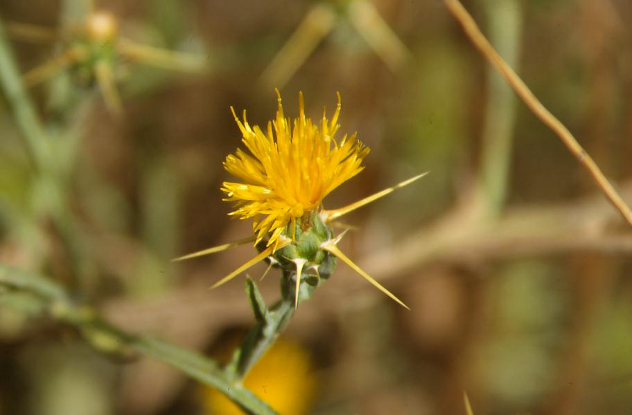 Cirsium arvense & Centaurea gialla